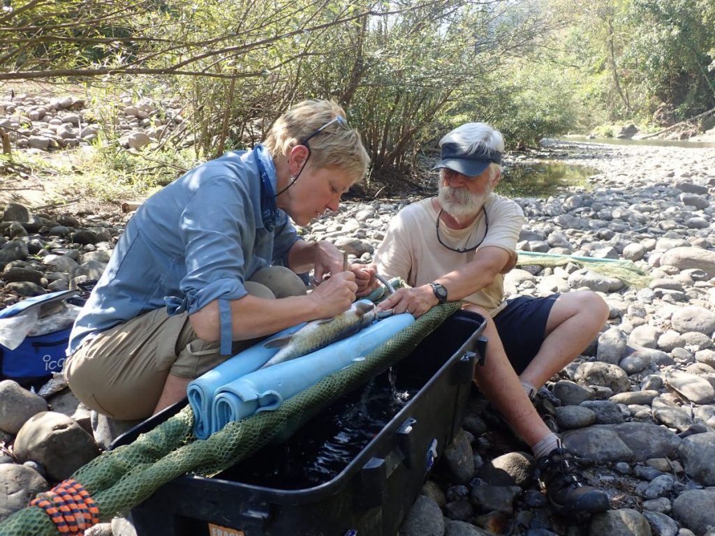 ปลาน้ำจืด, ปลาพลวง, ปลาพลวงที่อยู่ตามน้ำตก